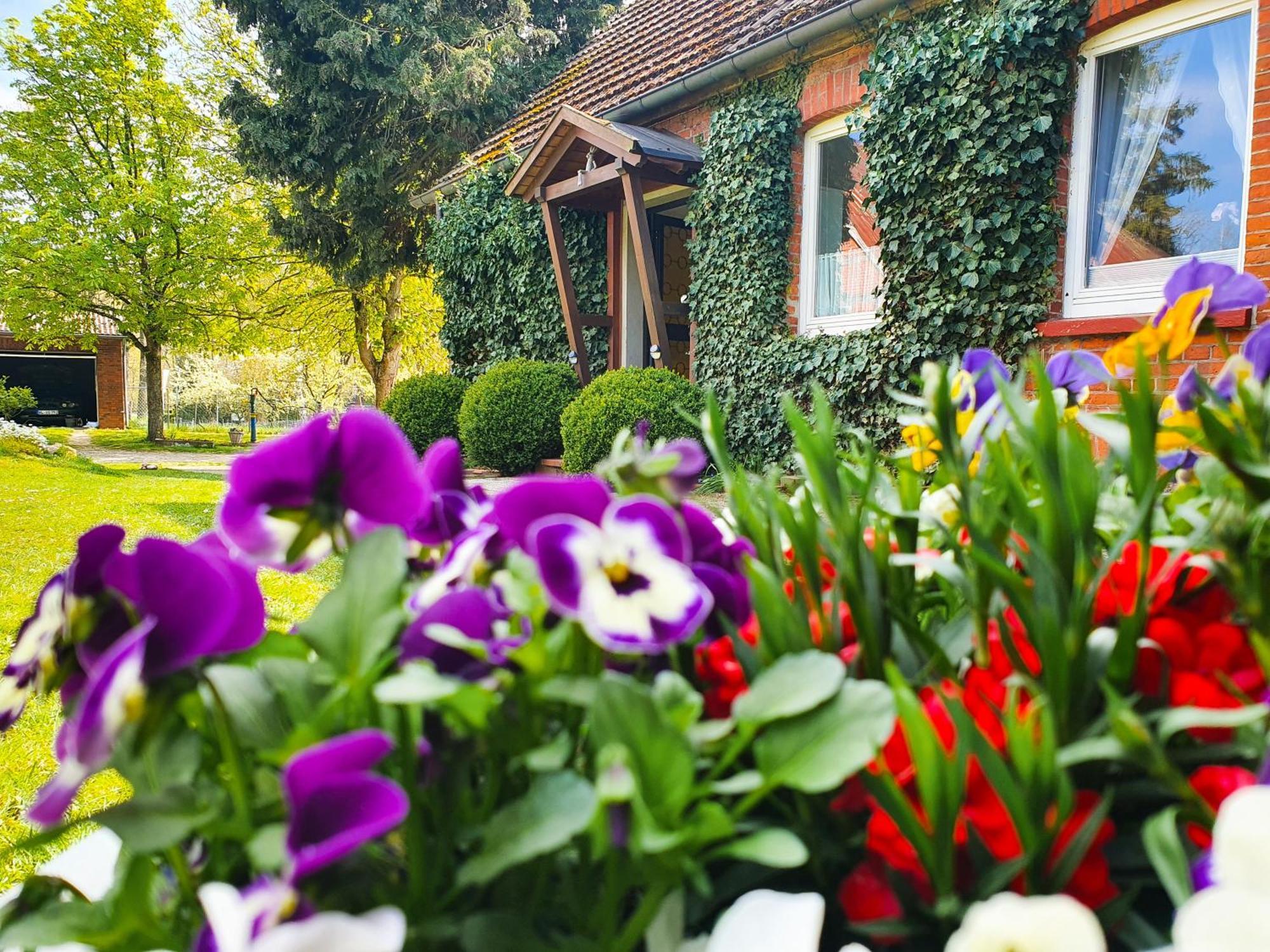 Am Alten Haus Altenmedingen Esterno foto